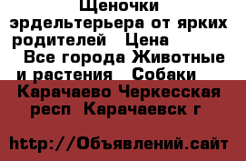 Щеночки эрдельтерьера от ярких родителей › Цена ­ 25 000 - Все города Животные и растения » Собаки   . Карачаево-Черкесская респ.,Карачаевск г.